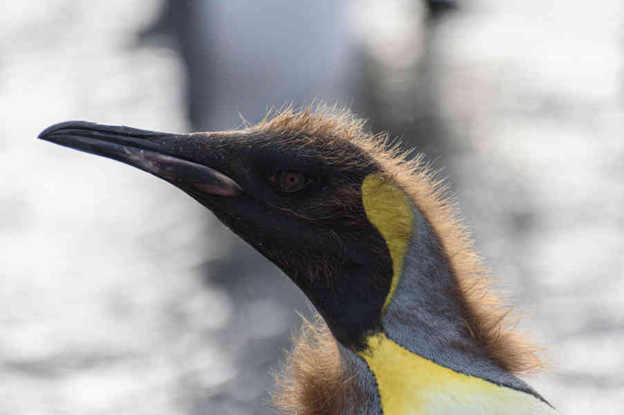 Pingüino Rey - islas Georgias del Sur 051.jpg